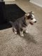 Huntaway Puppies for sale in Columbia, SC, USA. price: NA