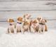 Ibizan Hound Puppies
