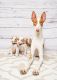 Ibizan Hound Puppies for sale in Miami, FL 33155, USA. price: NA