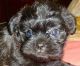 Ibizan Hound Puppies for sale in Anaheim, CA, USA. price: NA