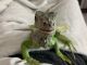 Iguana Reptiles for sale in Pace, FL 32571, USA. price: $110