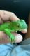 Iguana Reptiles for sale in Baton Rouge, LA, USA. price: NA