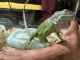 Iguana Reptiles for sale in FAIRMOUNT HGT, MD 20743, USA. price: $180