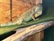 Iguana Reptiles for sale in Benbrook, TX, USA. price: $120