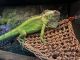 Iguana Reptiles for sale in Garland, TX 75043, USA. price: $150
