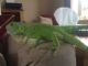 Iguana Reptiles for sale in Los Angeles, CA 90005, USA. price: NA
