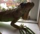 Iguana Reptiles for sale in Calistoga, CA 94515, USA. price: $400