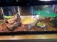 Iguana Reptiles for sale in Belle Center, OH 43310, USA. price: NA