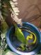 Iguana Reptiles for sale in 209 Clarke St, Johnson Creek, WI 53038, USA. price: NA