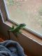 Iguana Reptiles for sale in Beaufort, SC, USA. price: NA