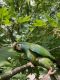 Illigers Macaw Birds