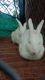Indian Hare Rabbits for sale in Kalwan, Maharashtra 423501, India. price: 2000 INR