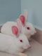 Indian Hare Rabbits for sale in Manjari Budruk, Pune, Maharashtra 412307, India. price: NA