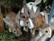 Indian Hare Rabbits
