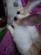 Indian Hare Rabbits for sale in Andheri West, Mumbai, Maharashtra 400047, India. price: 1000 INR