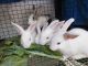Indian Hare Rabbits for sale in Chennai, Tamil Nadu 600041, India. price: 500 INR