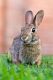 Indian Hare Rabbits