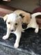 Indian Pariah Dog Puppies for sale in Coimbatore, Tamil Nadu, India. price: NA