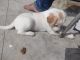 Indian Pariah Dog Puppies for sale in Hyderabad, Telangana, India. price: 1000 INR