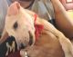 Indian Pariah Dog Puppies for sale in Laban, Shillong, Meghalaya 793004, India. price: NA