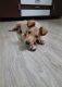 Indian Pariah Dog Puppies for sale in Saubhagaya Nagar, Bagul Nagar, Kothule Mala, Deolali, Maharashtra 422401, India. price: NA