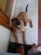 Indian Pariah Dog Puppies for sale in Sree Vensai Towers, NCL Colony, Kompally, Hyderabad, Telangana 500100, India. price: NA