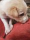 Indian Pariah Dog Puppies for sale in Bhopal, Madhya Pradesh, India. price: 250 INR