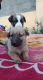 Indian Pariah Dog Puppies for sale in Neelbad Chauraha, Bhopal, Madhya Pradesh 462044. price: NA
