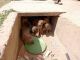 Indian Pariah Dog Puppies for sale in Hassan, Karnataka, India. price: NA
