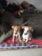 Indian Pariah Dog Puppies for sale in Govindpuram, Ghaziabad, Uttar Pradesh, India. price: NA