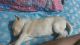 Indian Pariah Dog Puppies for sale in Ghagra Main Rd, Talbagicha, Kharagpur, West Bengal 721306, India. price: NA