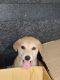 Indian Pariah Dog Puppies for sale in Bareilly, Uttar Pradesh, India. price: NA
