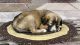 Indian Pariah Dog Puppies for sale in Shradhapuri Phase 1, Meerut, Uttar Pradesh 250001, India. price: NA