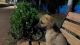 Indian Pariah Dog Puppies for sale in Kopar Khairane, Navi Mumbai, Maharashtra, India. price: NA