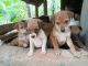Indian Pariah Dog Puppies for sale in Wadakkanchery, Kerala, India. price: NA