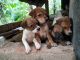 Indian Pariah Dog Puppies