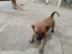 Indian Pariah Dog Puppies for sale in Thane West, Thane, Maharashtra, India. price: NA