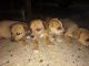 Indian Pariah Dog Puppies for sale in Coimbatore, Tamil Nadu, India. price: 500 INR