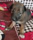 Indian Pariah Dog Puppies for sale in Ghaziabad, Uttar Pradesh, India. price: NA