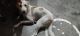 Indian Pariah Dog Puppies for sale in Shamli, Uttar Pradesh 247776, India. price: NA