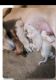 Indian Pariah Dog Puppies for sale in Chennai, Tamil Nadu, India. price: NA