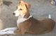 Indian Pariah Dog Puppies for sale in Dammaiguda X Rd, P S Rao Nagar, Dammaiguda, Secunderabad, Telangana 500083, India. price: NA