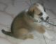Indian Pariah Dog Puppies for sale in Thane, Maharashtra 400601, India. price: 100 INR