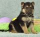 Indian Pariah Dog Puppies for sale in Gresham, OR, USA. price: NA