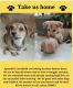 Indian Pariah Dog Puppies for sale in Bommanahalli, Bengaluru, Karnataka, India. price: NA