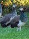Indian Peafowl Birds for sale in Kearneysville, WV 25430, USA. price: NA