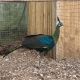 Indian Peafowl Birds for sale in Florence, SC, USA. price: NA