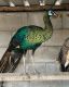 Indian Peafowl Birds