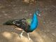 Indian Peafowl Birds