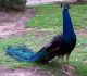 Indian Peafowl Birds for sale in Dover, DE, USA. price: NA
